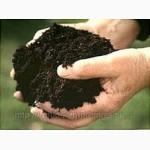 Черви Калифорнийские (маточное поголовье)