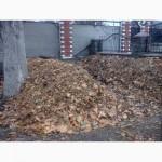 Черви Калифорнийские (маточное поголовье)