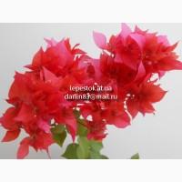 Бугенвиллия Double Lilarose(махровая малиновая)