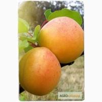 Саженцы Абрикос Полесский крупноплодный