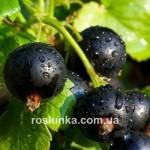 Купить саженцы ДВУХЛЕТНИЙ смородины Софиевская
