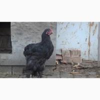 Продам півнів породи чорний кохінхін