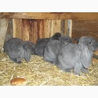 Самцы кроли французского барана (голубой) разного возраста