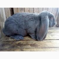 Самцы кроли французского барана (голубой) разного возраста