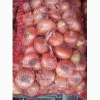 Продам лук Штутгарт опт