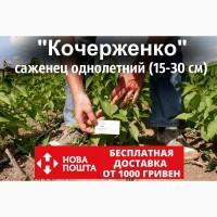 Саженцы грецкий орех сорт «Кочерженко» (саджанці волоський горіх)