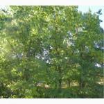 Саженцы сосны, ели, берёзы, дуба красного, клена, ясеня, граба, липы, барбариса, тёрна
