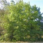 Саженцы сосны, ели, берёзы, дуба красного, клена, ясеня, граба, липы, барбариса, тёрна