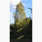 Саженцы сосны, ели, берёзы, дуба красного, клена, ясеня, граба, липы, барбариса, тёрна