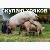 Куплю хряков
