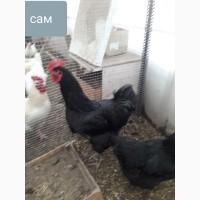 Куры джерсийського гиганта инкубационное яйцо, цыплята под заказ