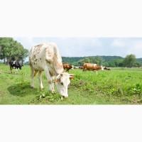 Продам молочную ферму, ореховый сад, готовый бизнес, сыроварня, коровы