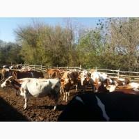 Продам молочную ферму, ореховый сад, готовый бизнес, сыроварня, коровы