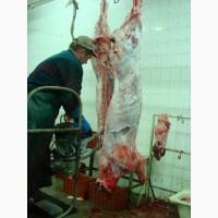 Мясоперерабатывающий комплекс (бойня) Кировоград