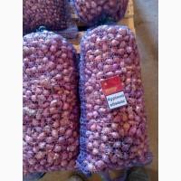 Продаём лук севок на постоянной основе