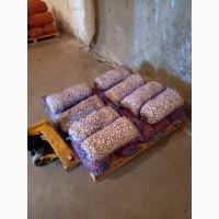 Продаём лук севок на постоянной основе