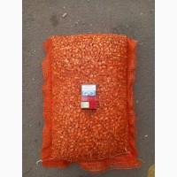 Продаём лук севок на постоянной основе