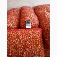 Продаём лук севок на постоянной основе