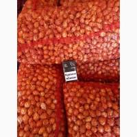 Продаём лук севок на постоянной основе