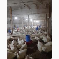 Продам индюшонка