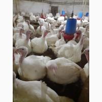 Продам индюшонка