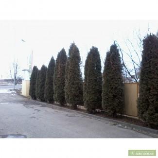 Продам туі