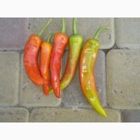 Продам Горький перец, сорт КАМПАЙ