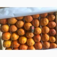 Продам королек (хурма)