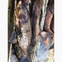 Продам толстолоб