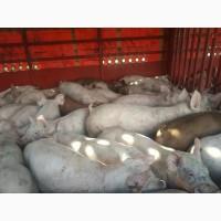 Поросята оптом со свинокомплекса