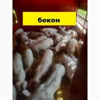 Поросята оптом со свинокомплекса