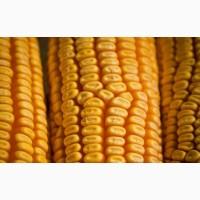 Продам Бразильскую кукурузу от поставщика с 25 000 т. Тонн
