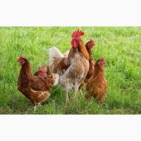Продажа курчат