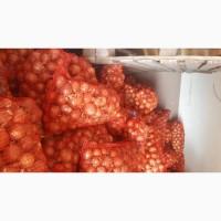 Продам ЛУК р.4-6