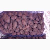 Продам бюджетный картофель