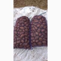 Продам бюджетный картофель