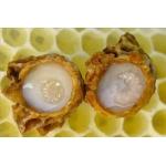 Пчелиное маточное молоко