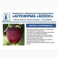 Оптова та роздрібна реалізація саджанців плодових дерев