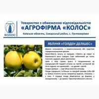 Оптова та роздрібна реалізація саджанців плодових дерев