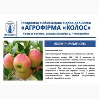 Оптова та роздрібна реалізація саджанців плодових дерев