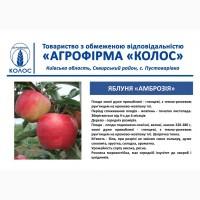 Оптова та роздрібна реалізація саджанців плодових дерев