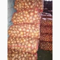 Продам лук сорт Глобус