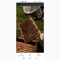Продам пчелосемьи