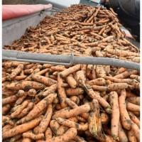 Продам морковь