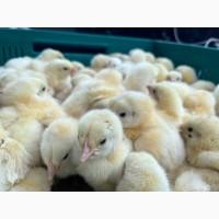 Продаж добового бройлера