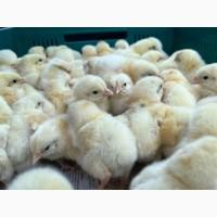Продаж добового бройлера
