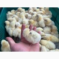 Продаж добового бройлера