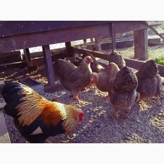 Інкубаційне яйце та курчата. Віандот: срібло, біле золото, помаранчевий