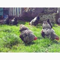 Інкубаційне яйце та курчата. Віандот: срібло, біле золото, помаранчевий