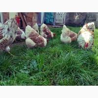 Інкубаційне яйце та курчата. Віандот: срібло, біле золото, помаранчевий